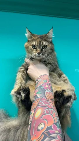 Баста - трехцветная кошка для дома - Птица в Краснодар