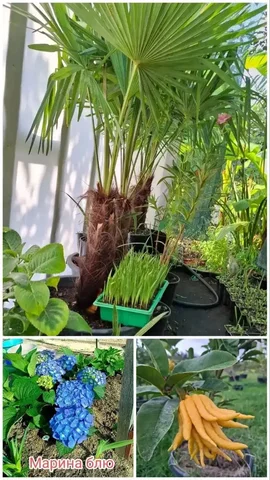 Растения из питомника в Туапсе с доставкой - частное объявление в Туапсе