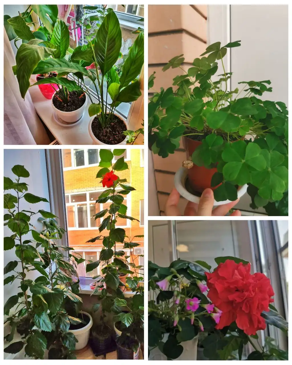 Продажа комнатных цветов в Краснодаре - Растения (Хобби и отдых) в Краснодар