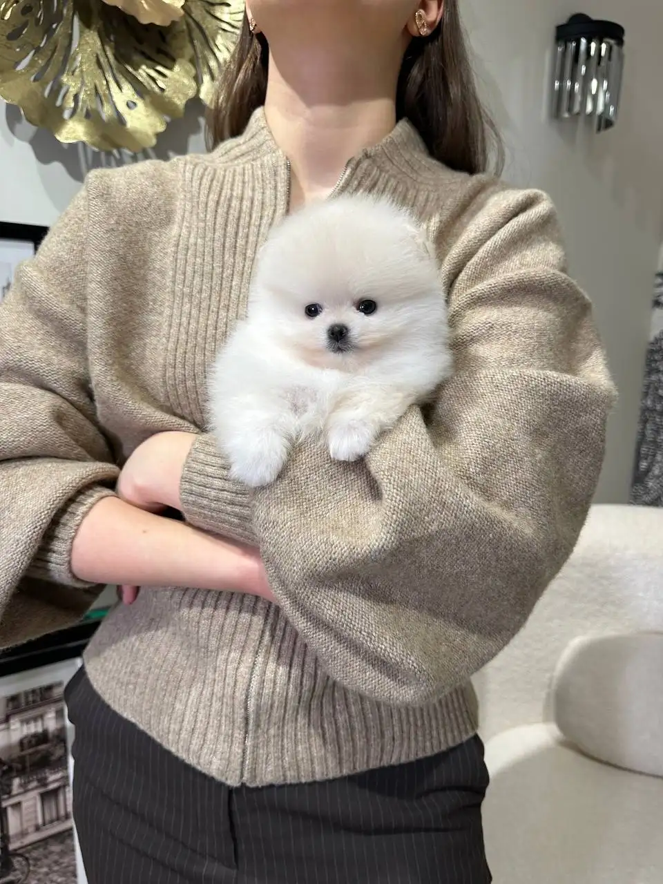 Щенок померанского шпица девочка 3.5 месяца - Собаки (Животные) в Краснодар