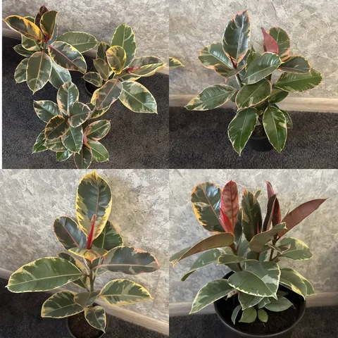 Фикусы тенеке в Краснодаре - частное объявление в Краснодар