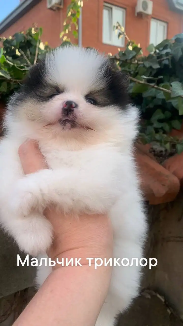 Щенки шпица мальчики в Краснодаре - Собаки (Животные) в Краснодар