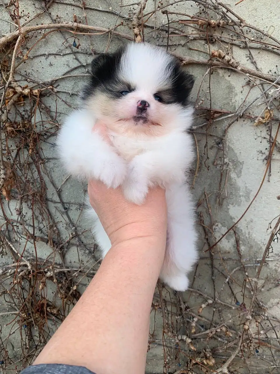 Щенки шпица мальчики в Краснодаре - Собаки (Животные) в Краснодар