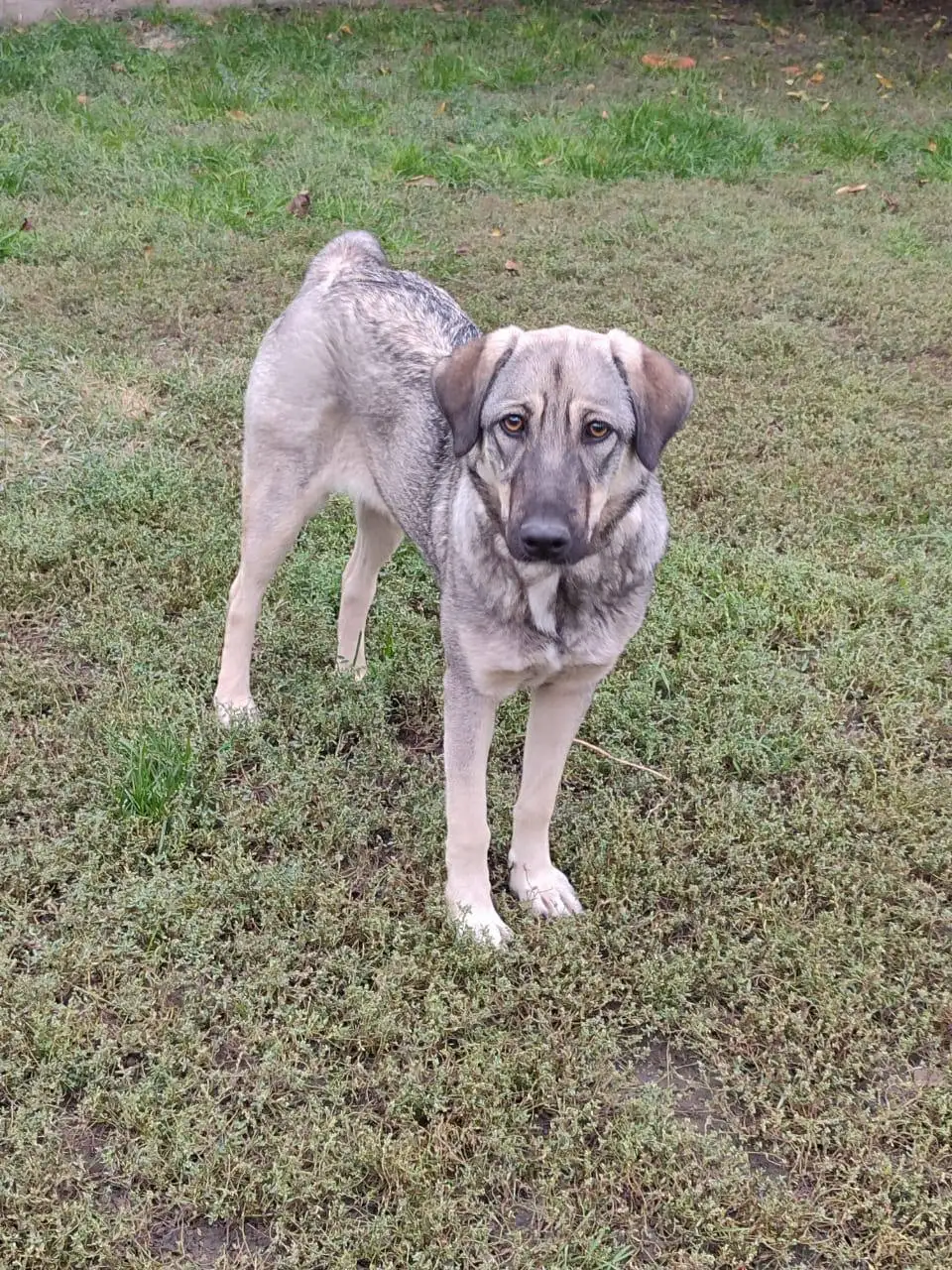 Собака Геля для охраны частного двора - Собаки (Животные) в Старокорсунская