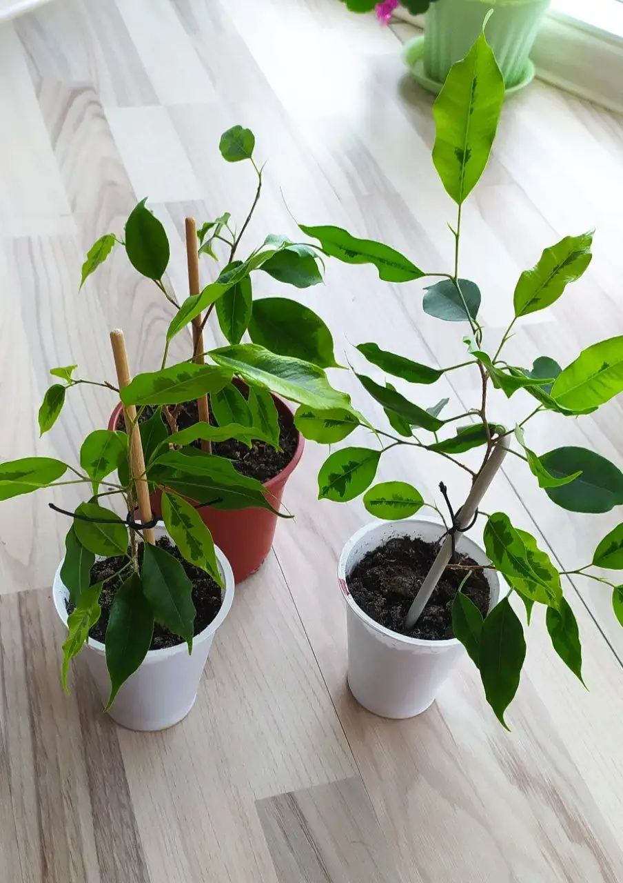 Фикус Бенджамин - Растения (Хобби и отдых) в Краснодар