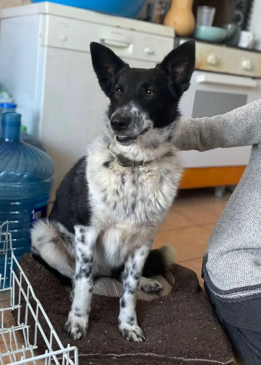 Собака Рита ищет дом в Краснодарском крае - Собаки (Животные) в Краснодар