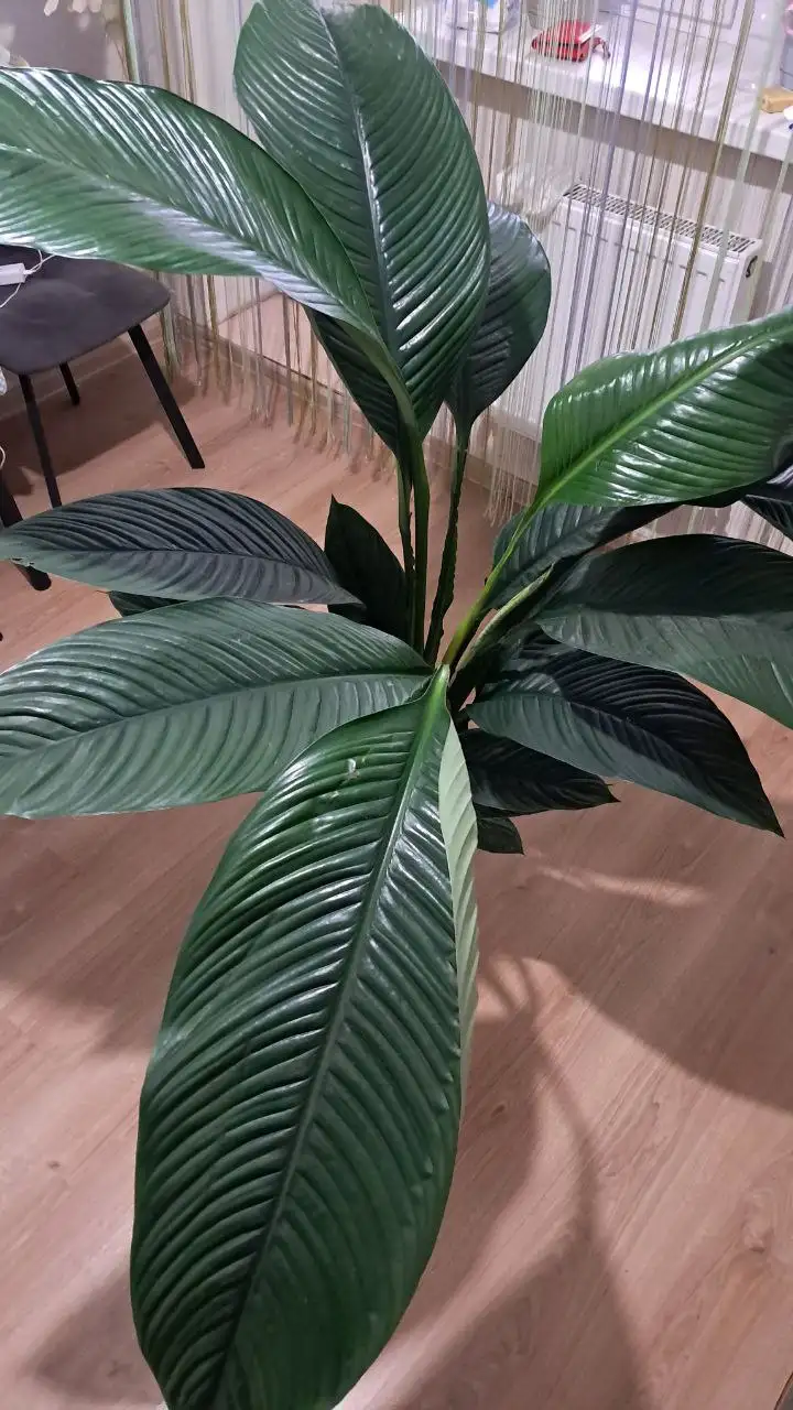 Спатифилум Сенсация высотой 1,5 метра - Комнатные растения (Для дома и дачи) в Краснодар