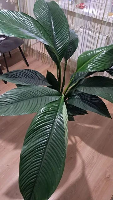 Спатифилум Сенсация высотой 1,5 метра - Посуда и кухонная утварь в Краснодар