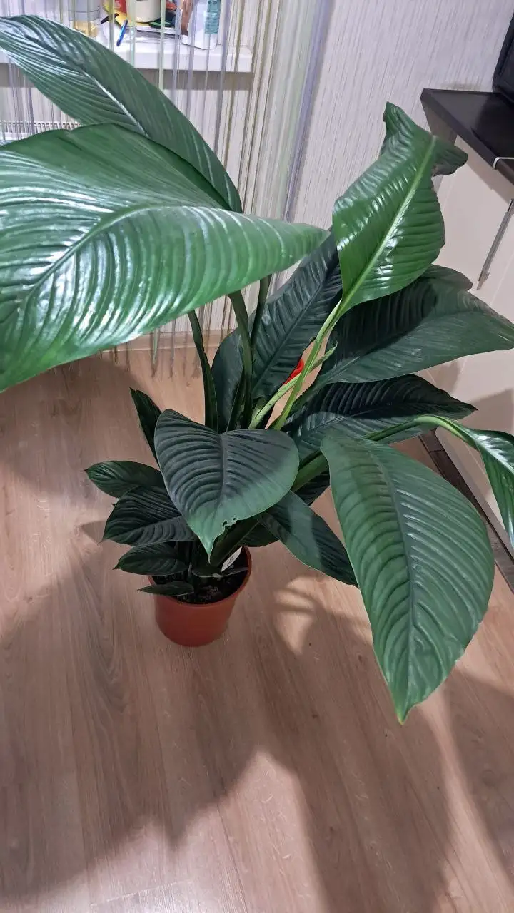 Спатифилум Сенсация высотой 1,5 метра - Комнатные растения (Для дома и дачи) в Краснодар