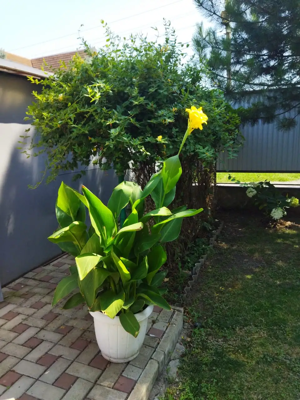 Продажа корневищ цветов канны редкого желтого цвета - Садоводство (Хобби и отдых) в Краснодар