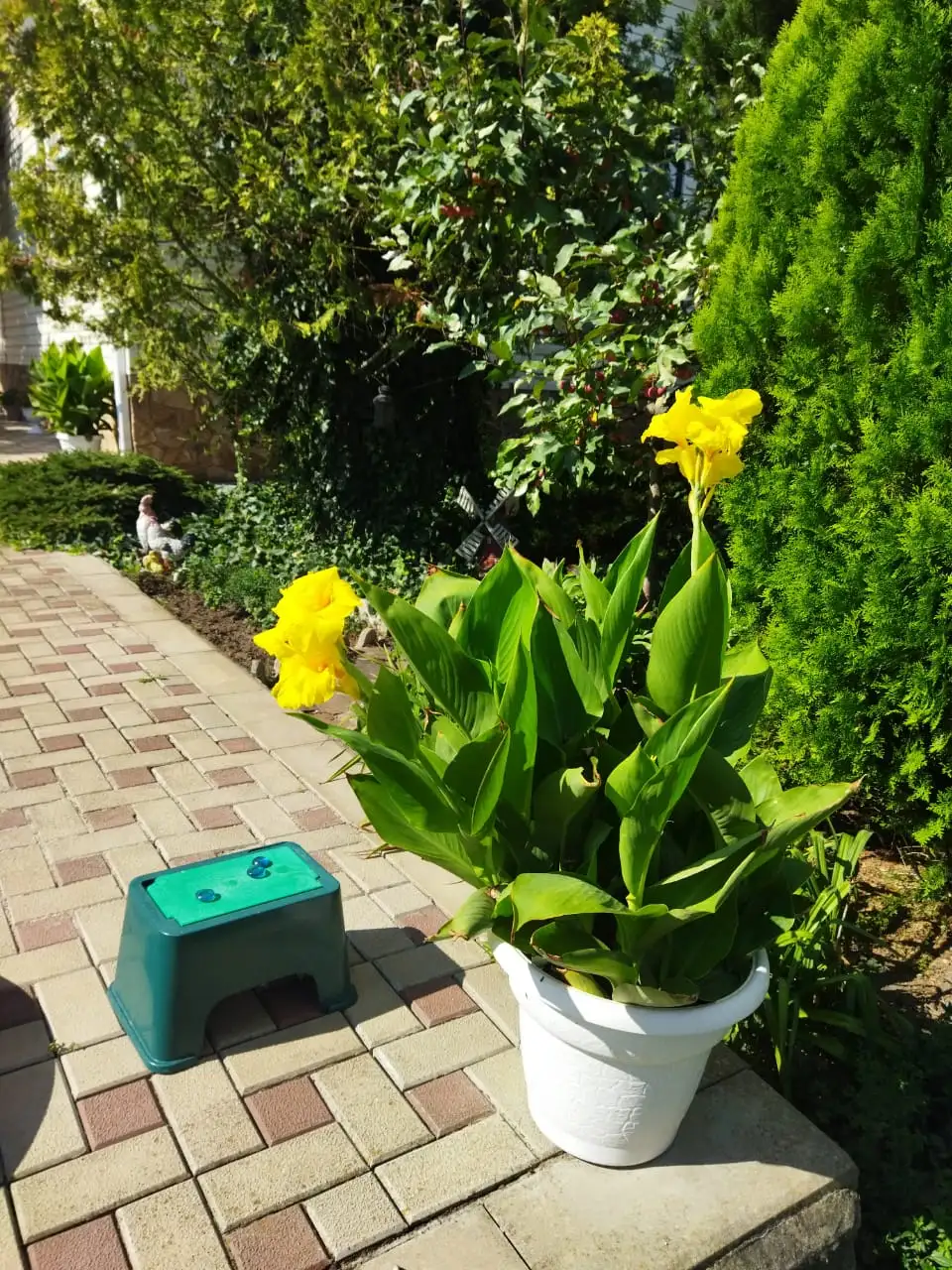 Продажа корневищ цветов канны редкого желтого цвета - Садоводство (Хобби и отдых) в Краснодар