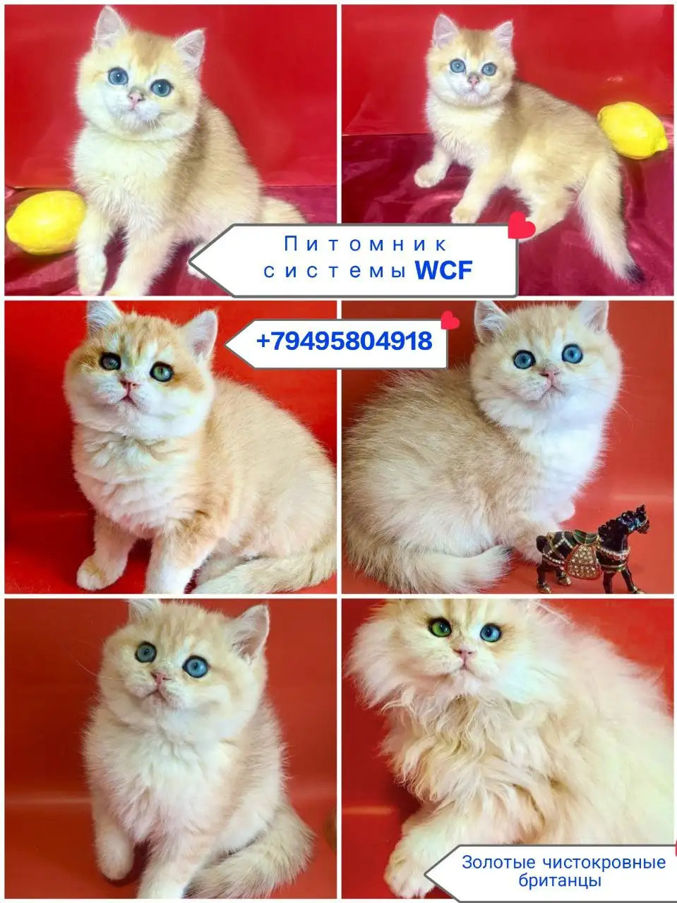 Чистокровные британские котята золотых окрасов с документами - Кошки (Животные) в Краснодар