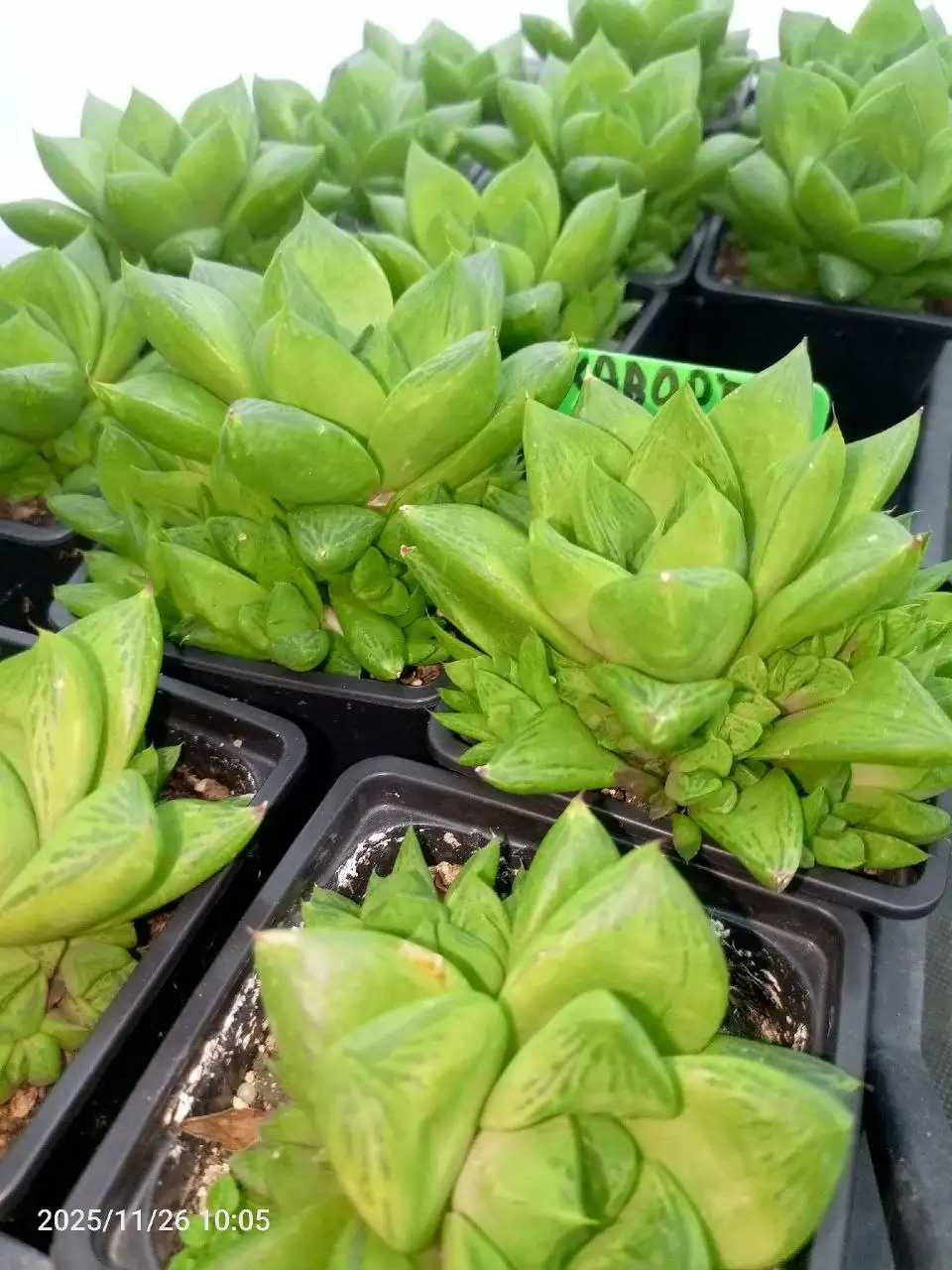 Хавортия с детками - Комнатные растения (Хобби и отдых) в Каневской район