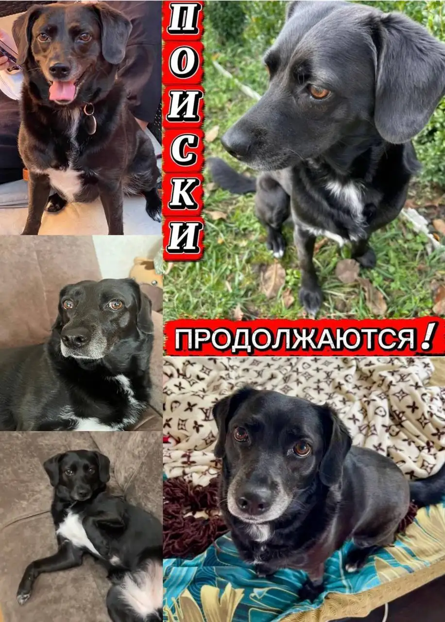 Пропала собака Олли в пригороде Краснодара - Потерянные животные (Животные) в Краснодар