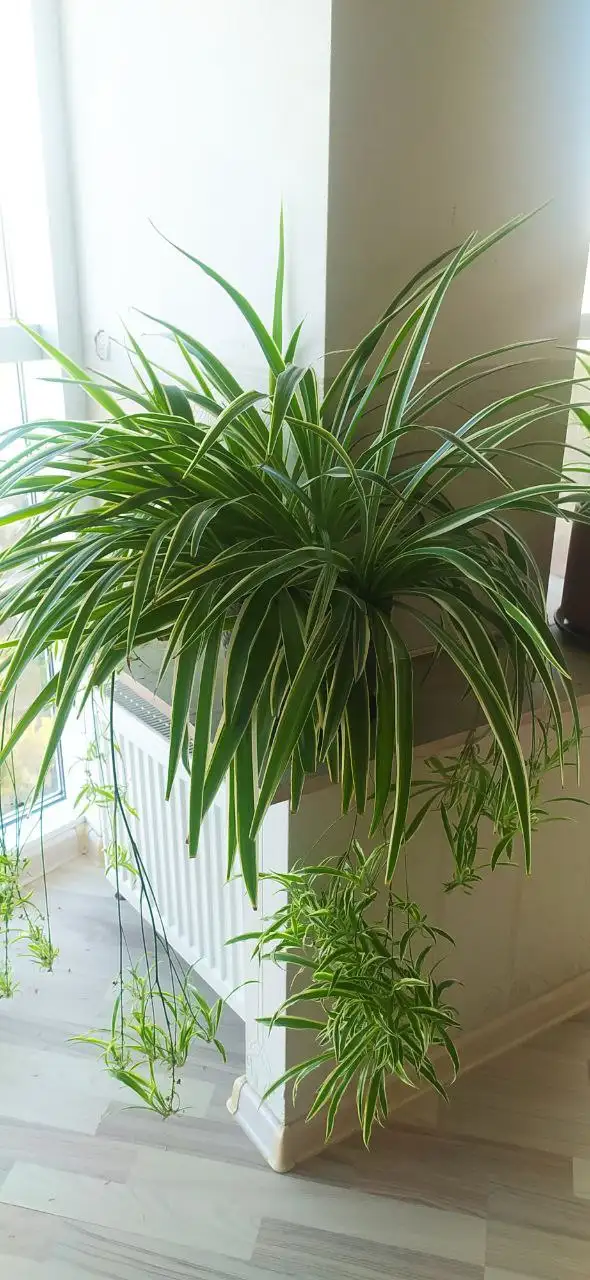 Хлорофитум детки в горшочках - Растения (Для дома и дачи) в Краснодар