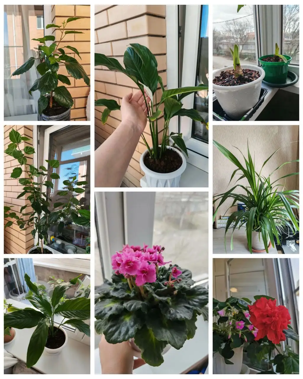 Продажа комнатных растений в Краснодаре - Растения (Хобби и отдых) в Краснодар