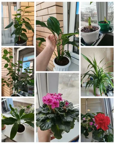 Продажа комнатных растений в Краснодаре - Съедобные букеты в Краснодар