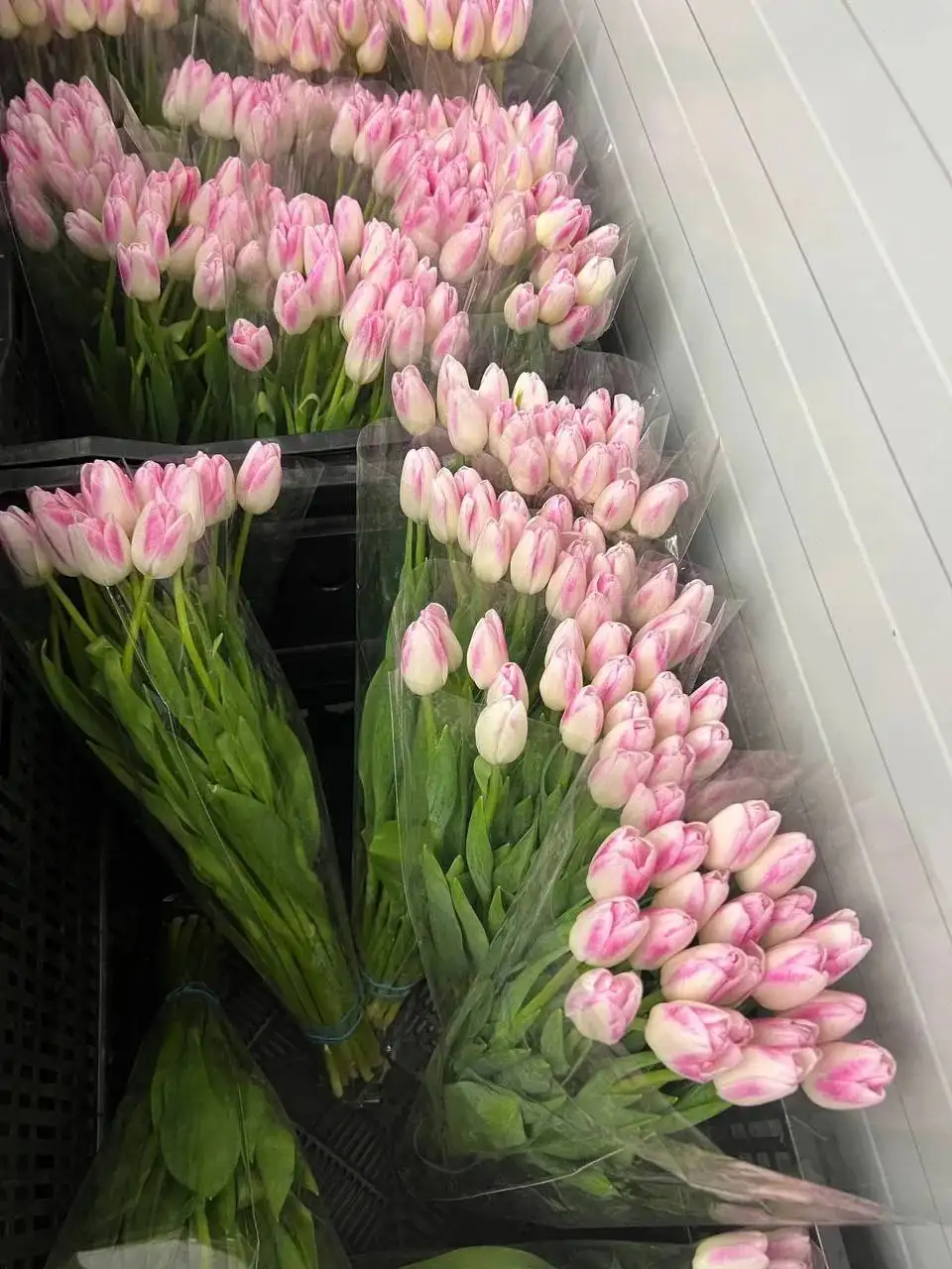 Продажа тюльпанов к 8 Марта - Цветы (Хобби и отдых) в Краснодар
