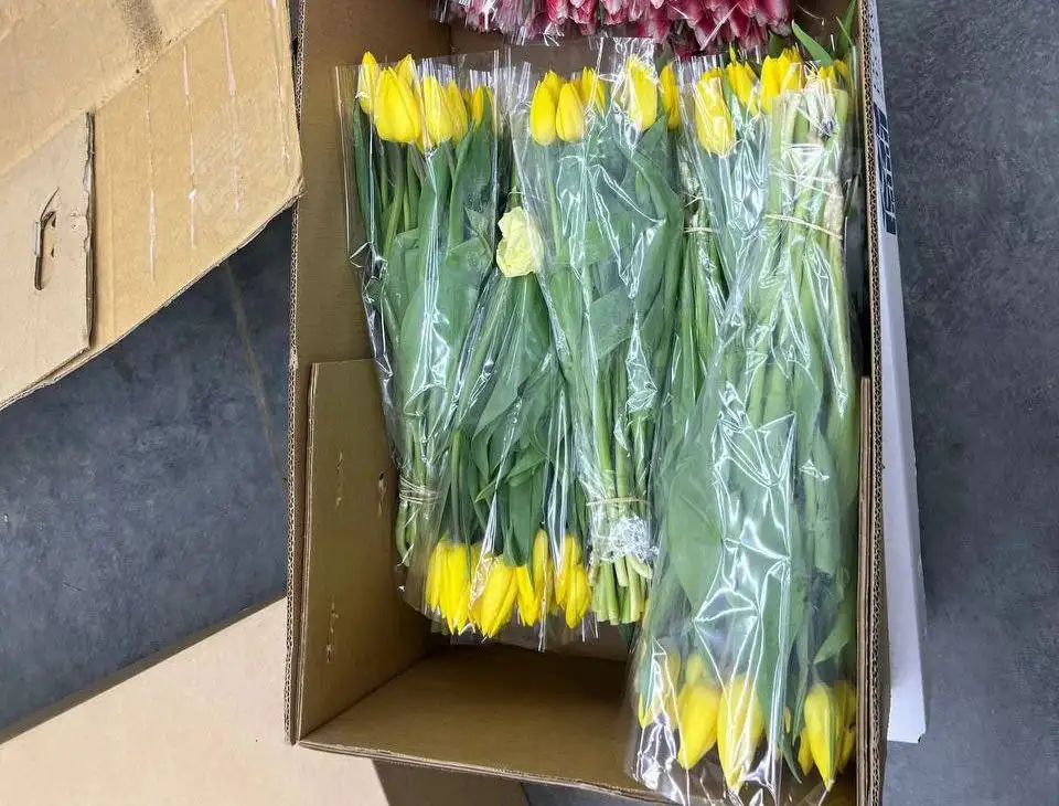 Продажа тюльпанов к 8 Марта - Цветы (Хобби и отдых) в Краснодар