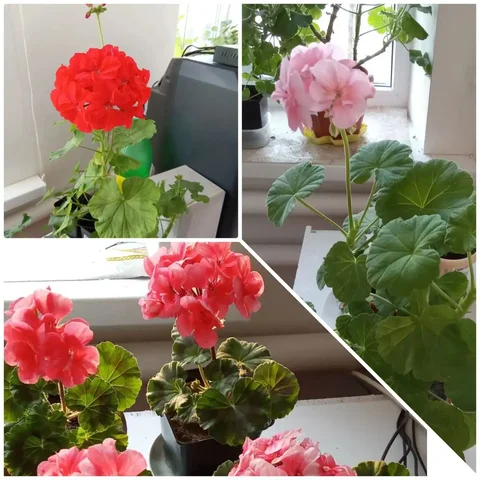 Продажа герани с доставкой - Хобби и отдых в Краснодар