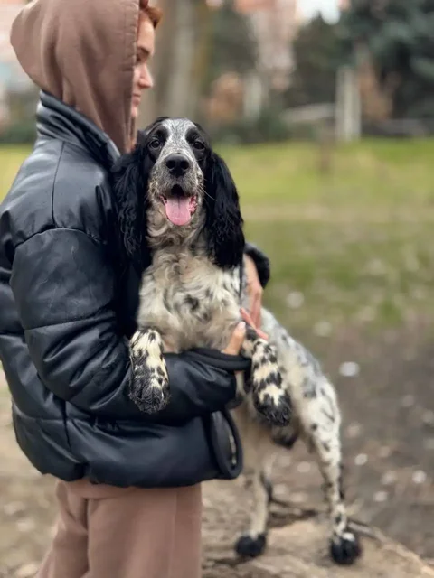 Пристройство русского охотничьего спаниеля в Краснодаре - частное объявление в Краснодар