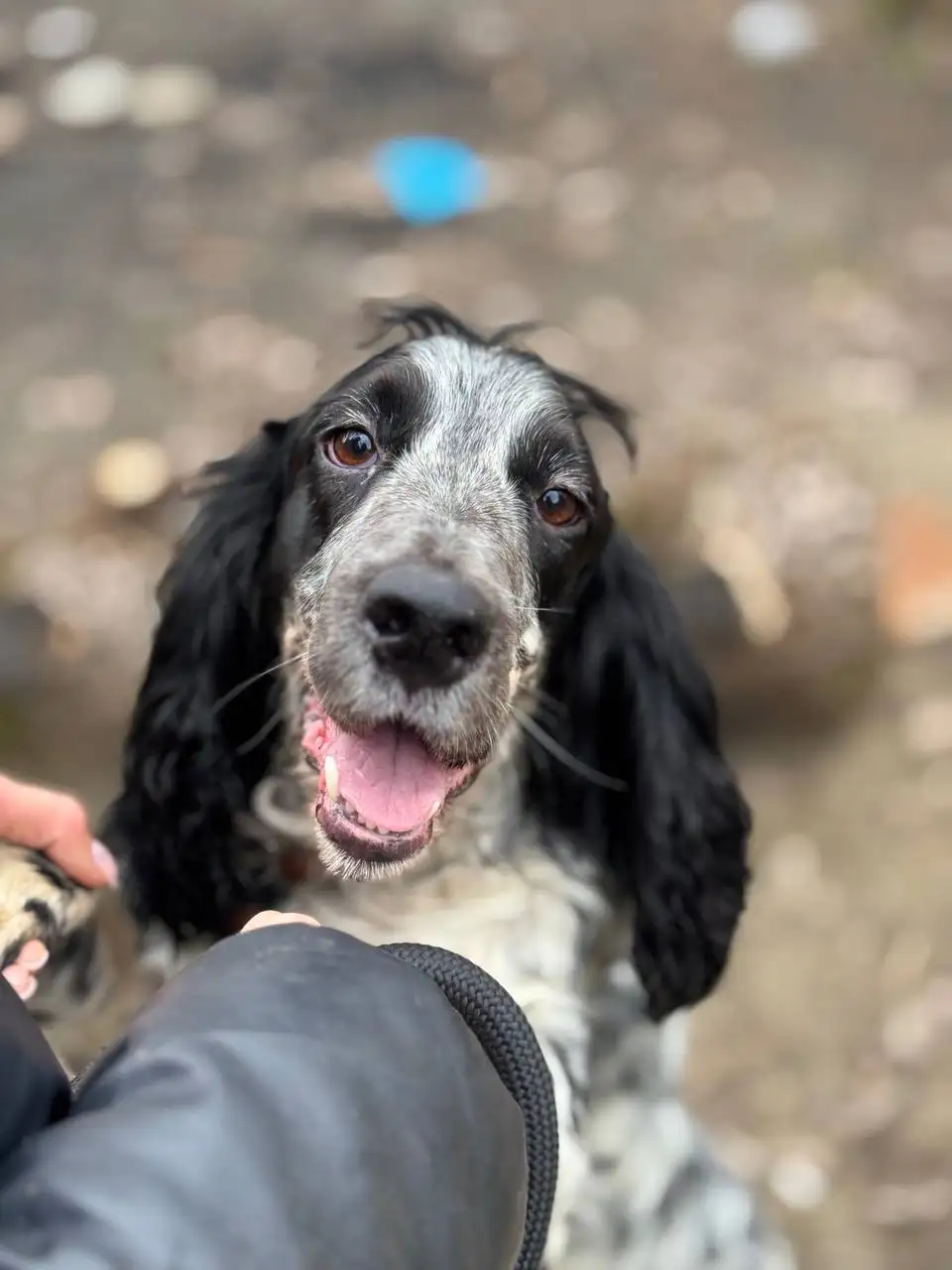 Пристройство русского охотничьего спаниеля в Краснодаре - Собаки (Животные) в Краснодар