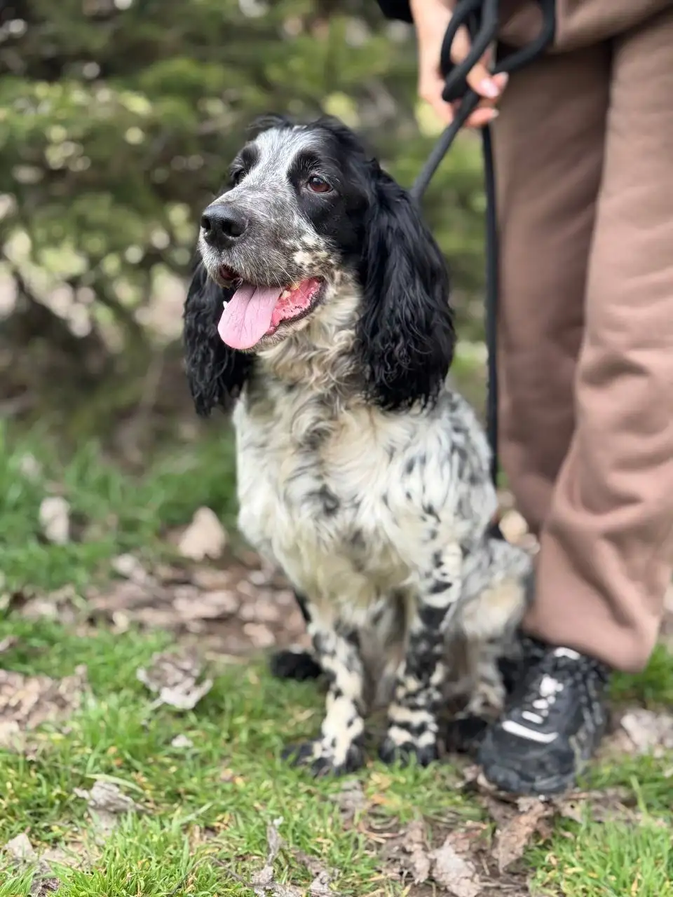 Пристройство русского охотничьего спаниеля в Краснодаре - Собаки (Животные) в Краснодар