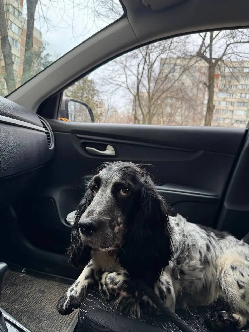 Пристройство русского охотничьего спаниеля в Краснодаре - Собаки (Животные) в Краснодар