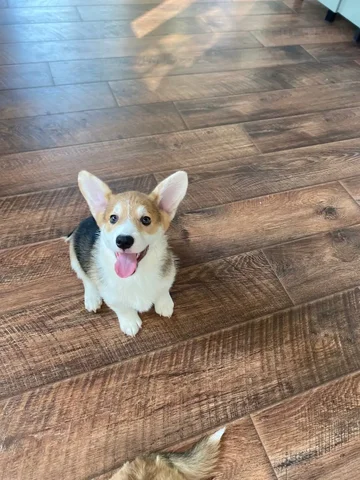 Продажа щенка вельш-корги пемброк - частное объявление в Краснодар