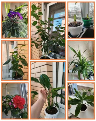 Продажа комнатных растений в Краснодаре - Страйкбол в Краснодар