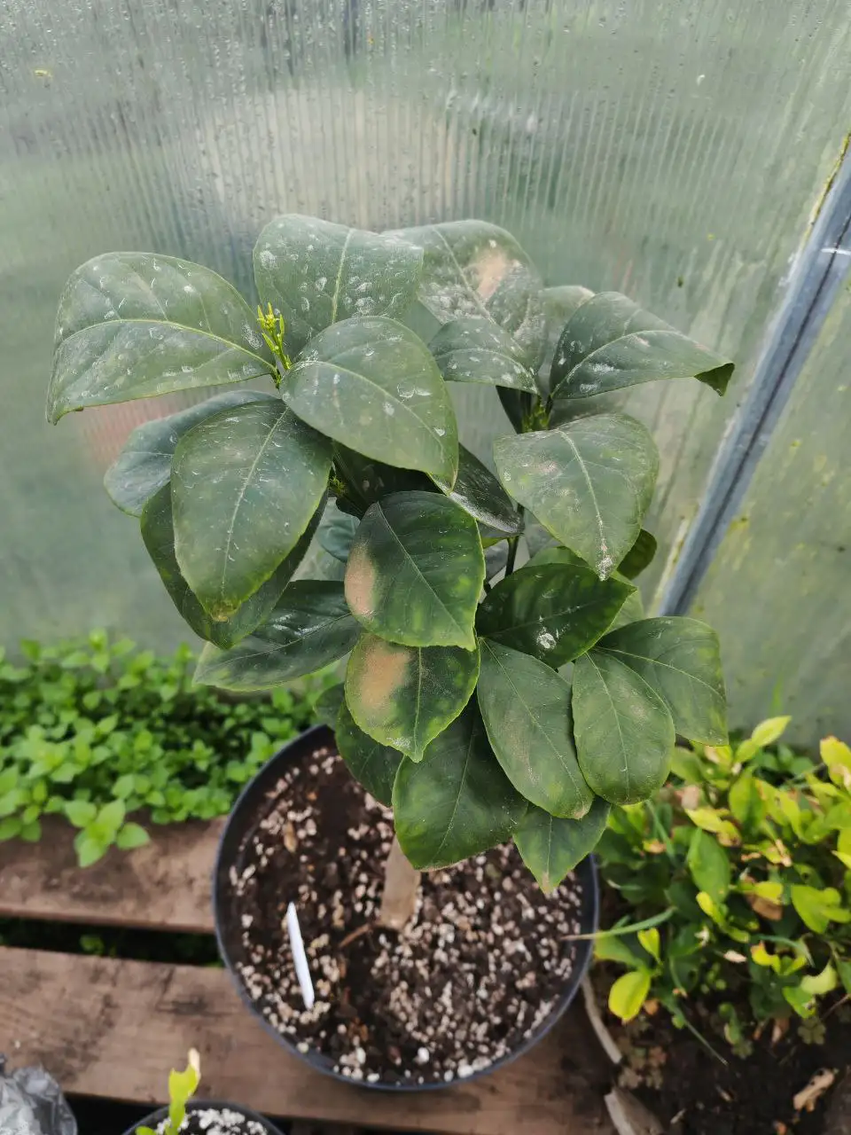 Комнатные цитрусовые деревья - Растения (Хобби и отдых) в Краснодар