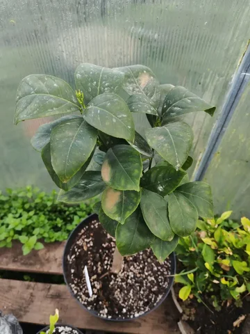 Комнатные цитрусовые деревья - Скворечники и кормушки в Краснодар