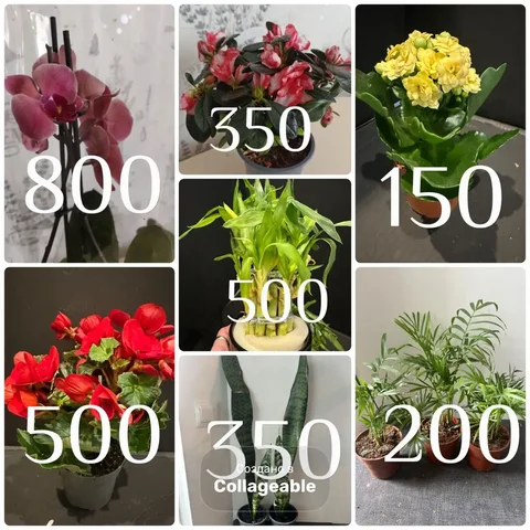 Большой выбор цветов - Скворечники и кормушки в Краснодар