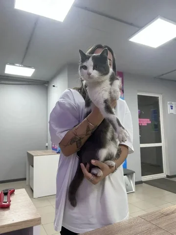 Поиск хозяев для кошки в Краснодаре - Кошки в Краснодар