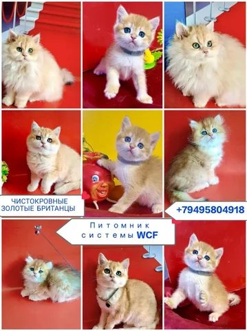 Чистокровные британские котята золотых окрасов с документами - Кошки в Краснодар