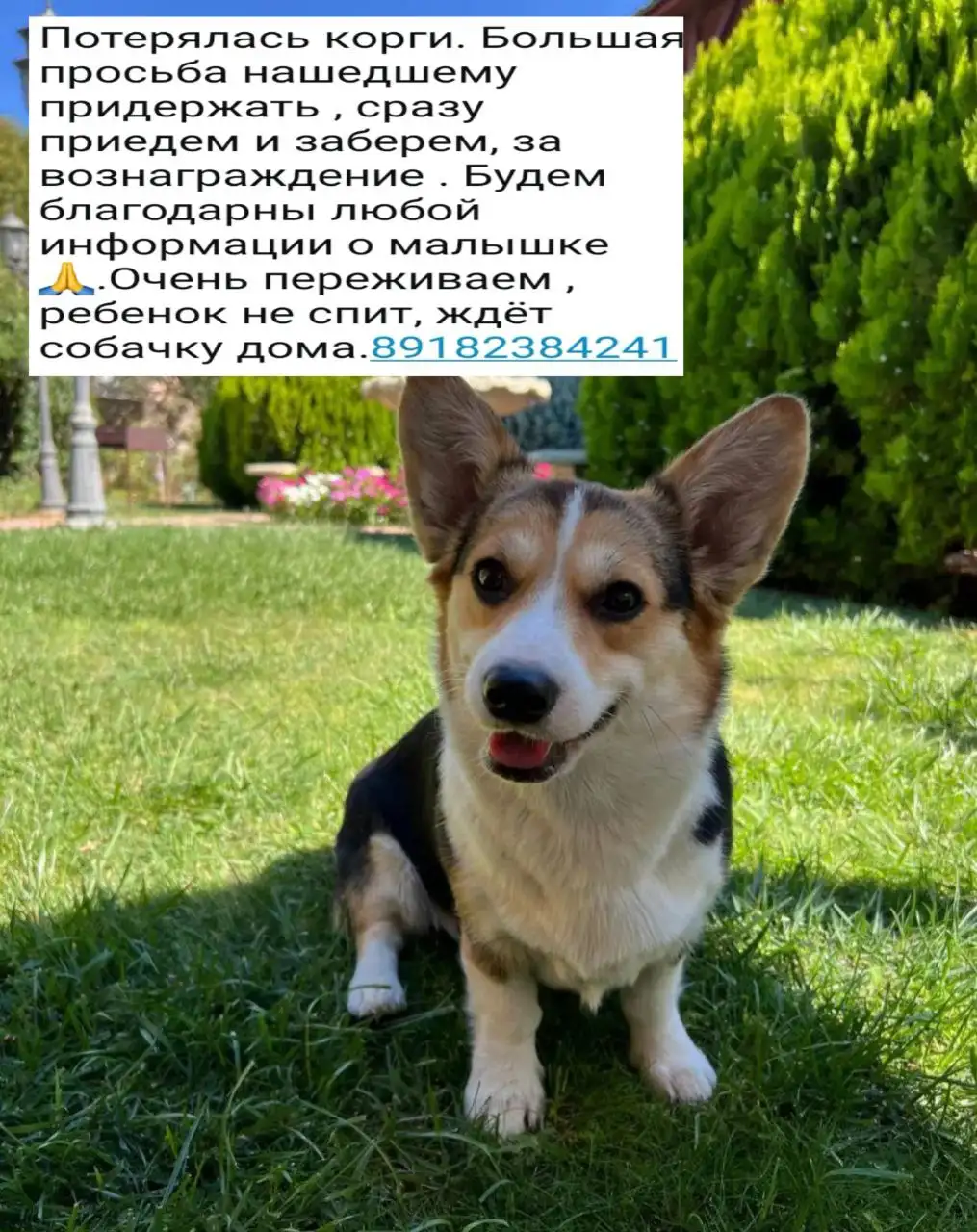 Пропала собака - Поиск животных (Животные) в Краснодар