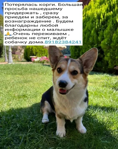 Пропала собака - Кошки в Краснодар