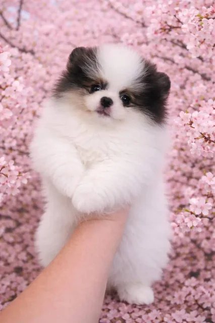 Шпиц триколор - Кошки в Краснодар