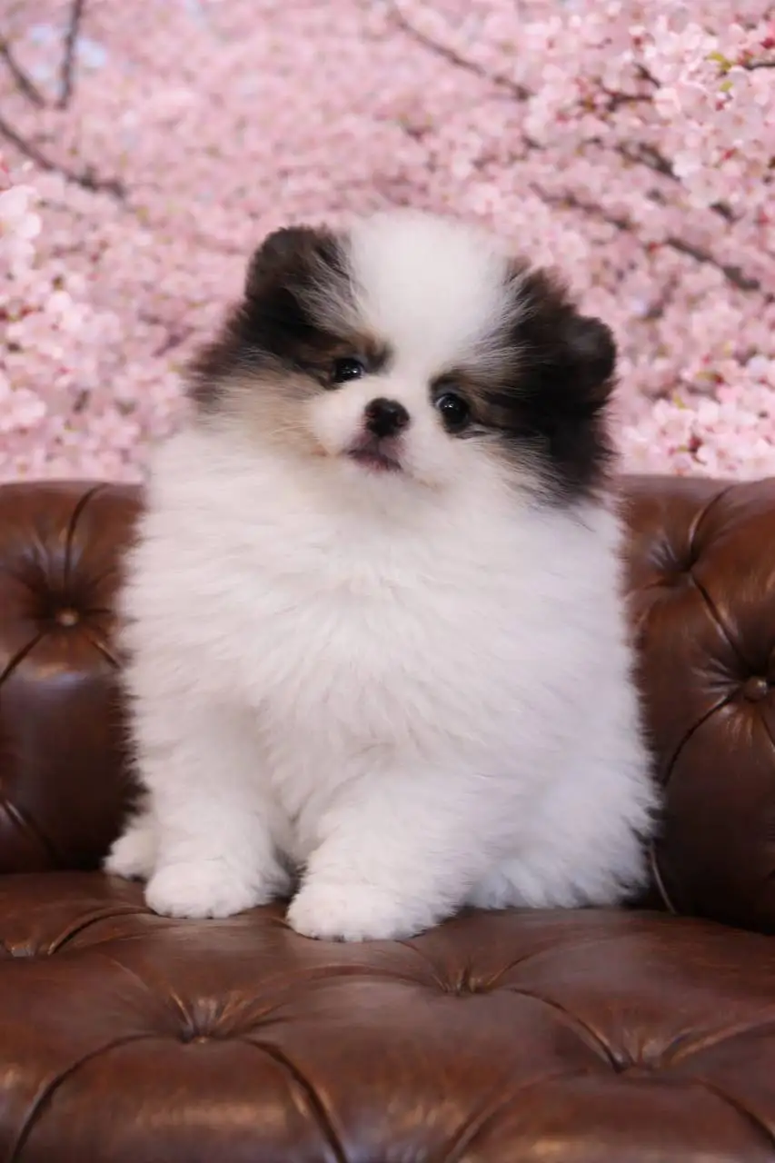 Шпиц триколор - Собаки (Животные) в Краснодар