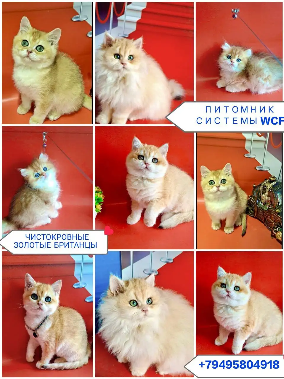 Чистокровные британские котята золотых окрасов с документами - Кошки (Животные) в Краснодар