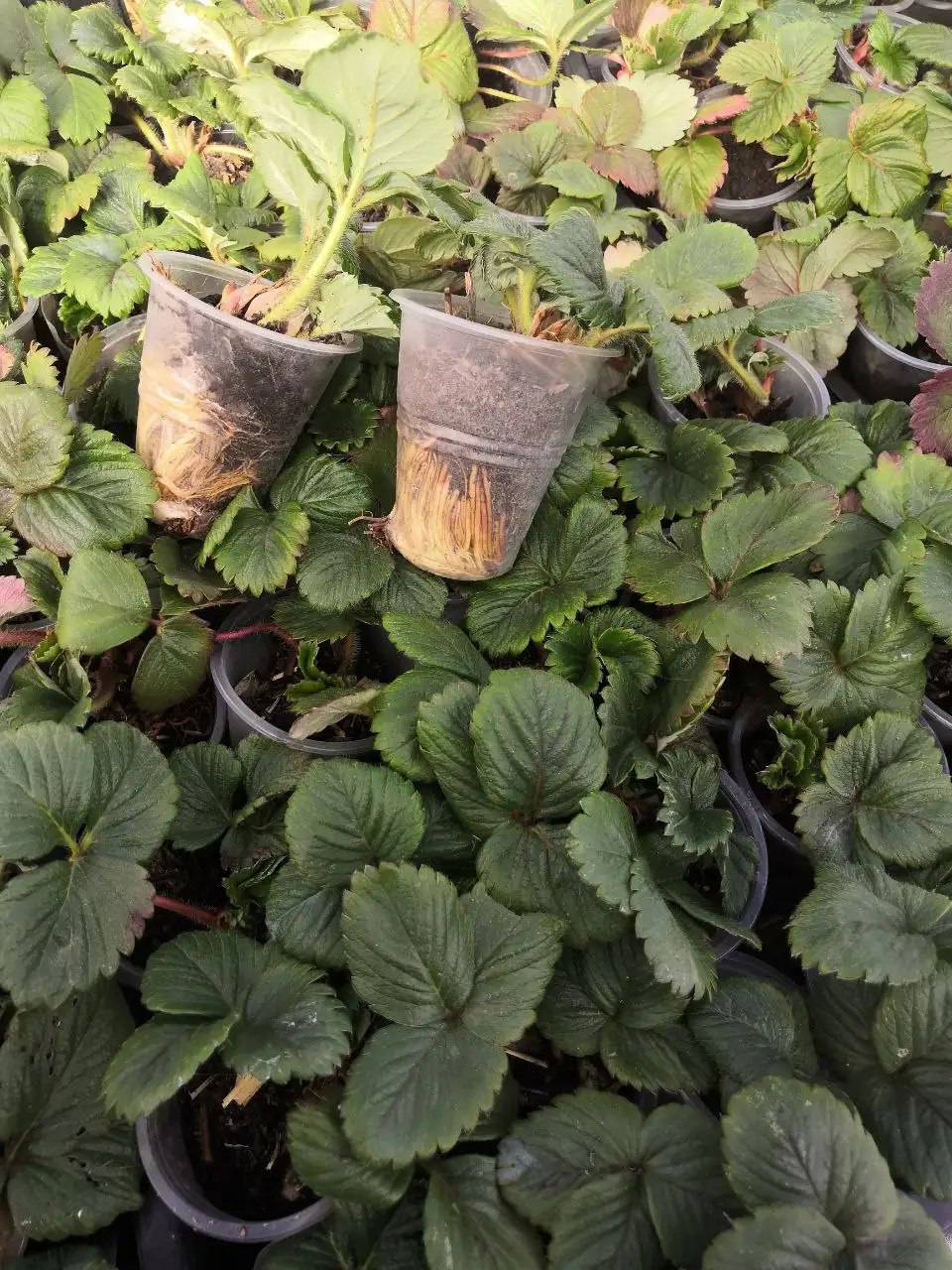 Рассада клубники сорта АЗИЯ - Садоводство (Хобби и отдых) в Краснодар