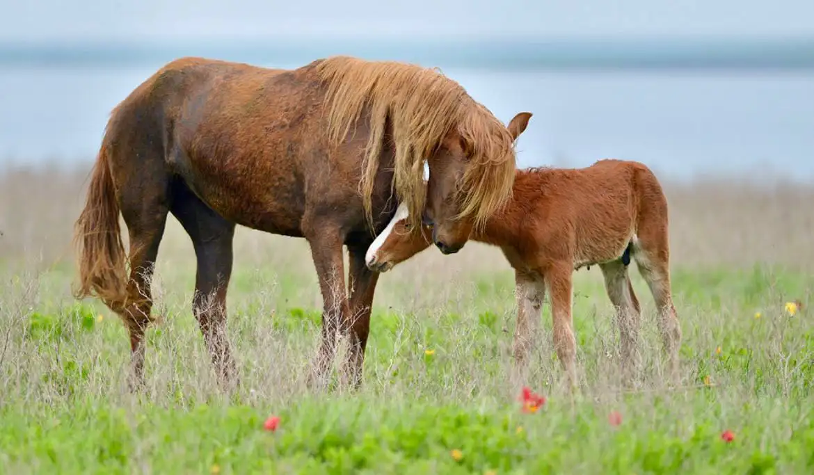 Тур в Донские степи из Краснодара - Туры и экскурсии (Хобби и отдых) в Краснодар