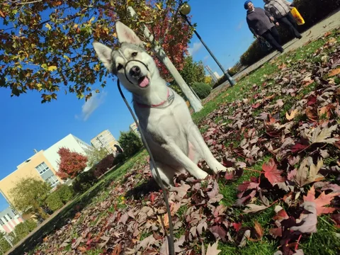 Хаска ищет друзей для игр в Краснодаре - частное объявление в Краснодар