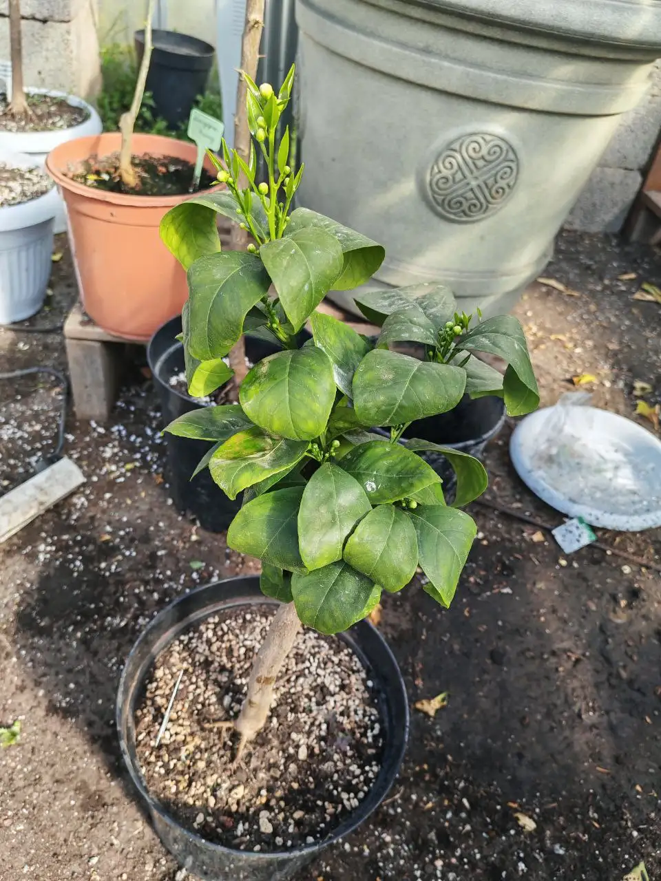 Апельсин с бутонами - Барахолка в Краснодар