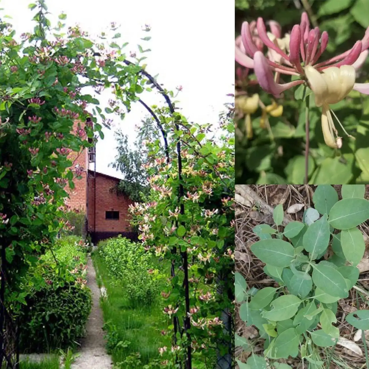 Саженцы жимолости декоративной вьющейся - Садоводство (Хобби и отдых) в Краснодар