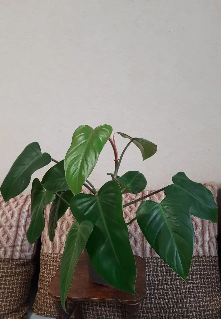 Филодендрон краснеющий в активном росте - Растения (Хобби и отдых) в Краснодар