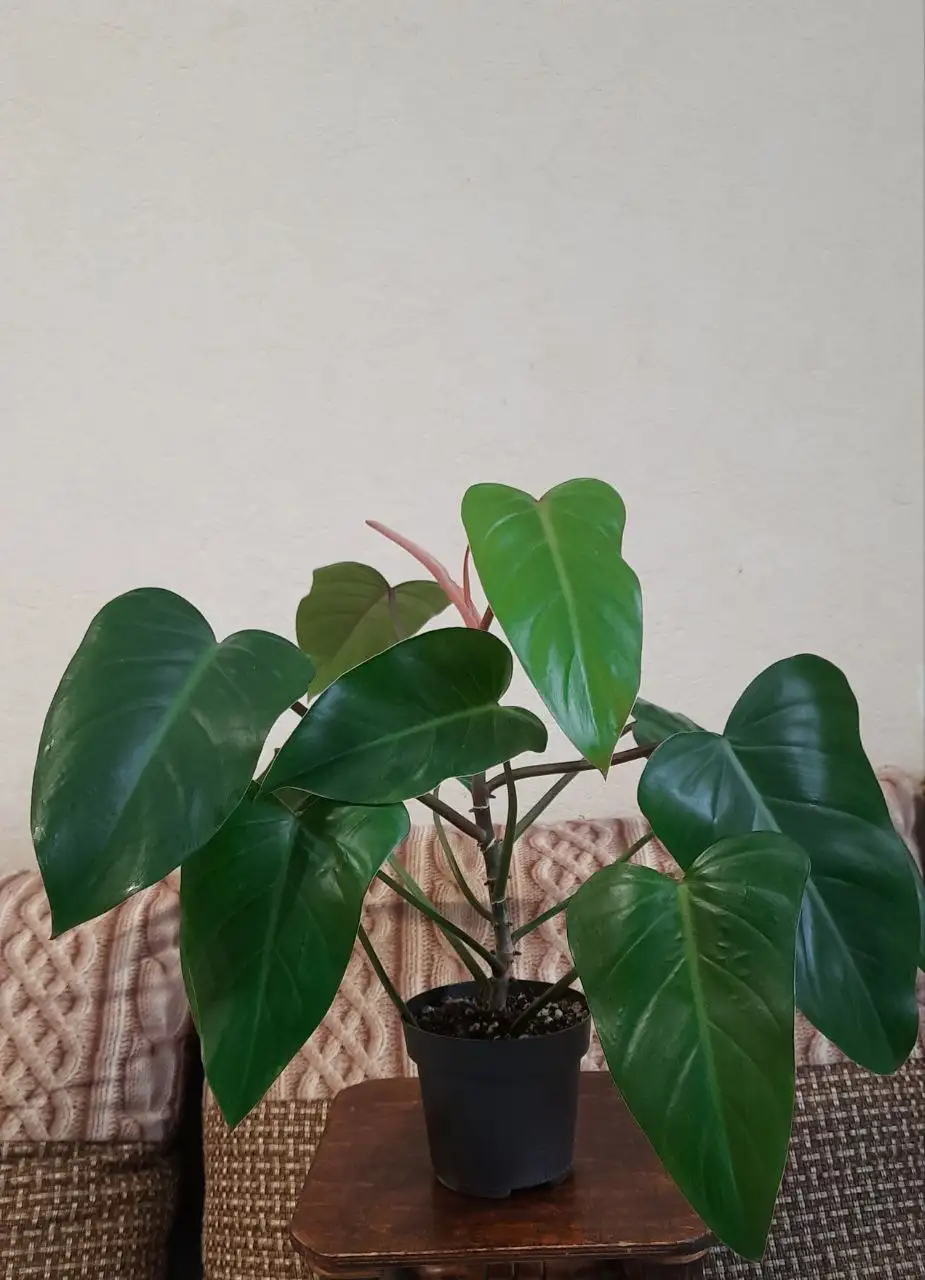 Филодендрон краснеющий в активном росте - Растения (Хобби и отдых) в Краснодар