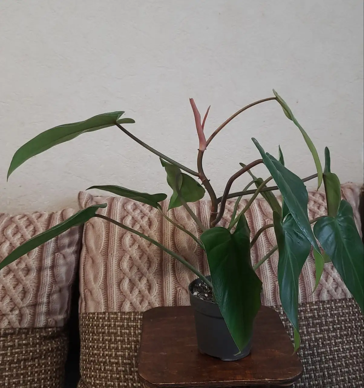 Филодендрон краснеющий в активном росте - Растения (Хобби и отдых) в Краснодар