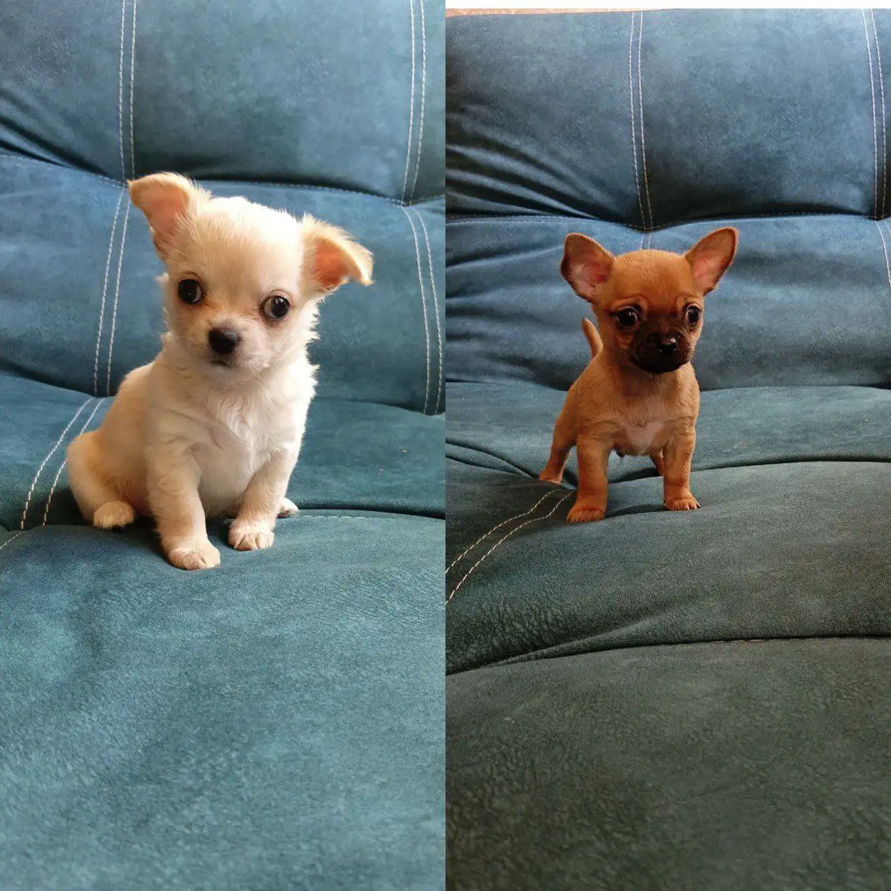 Продаются щенки чихуахуа - Собаки (Животные) в Краснодар