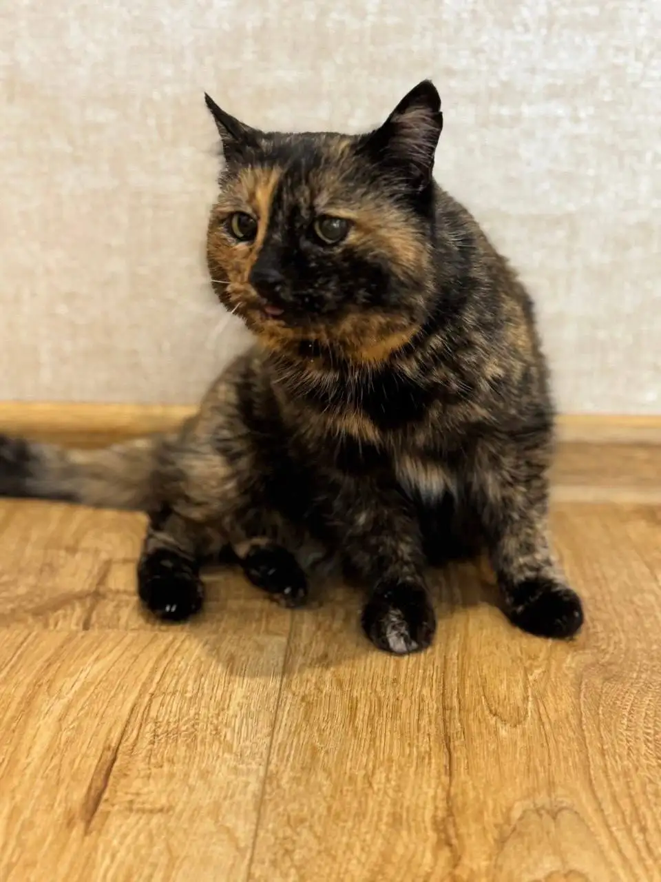 Ищет дом кошечка Мотя в Краснодаре - Кошки (Животные) в Краснодар